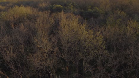 drone footage above a forest, like a bird, during the sunset, in france