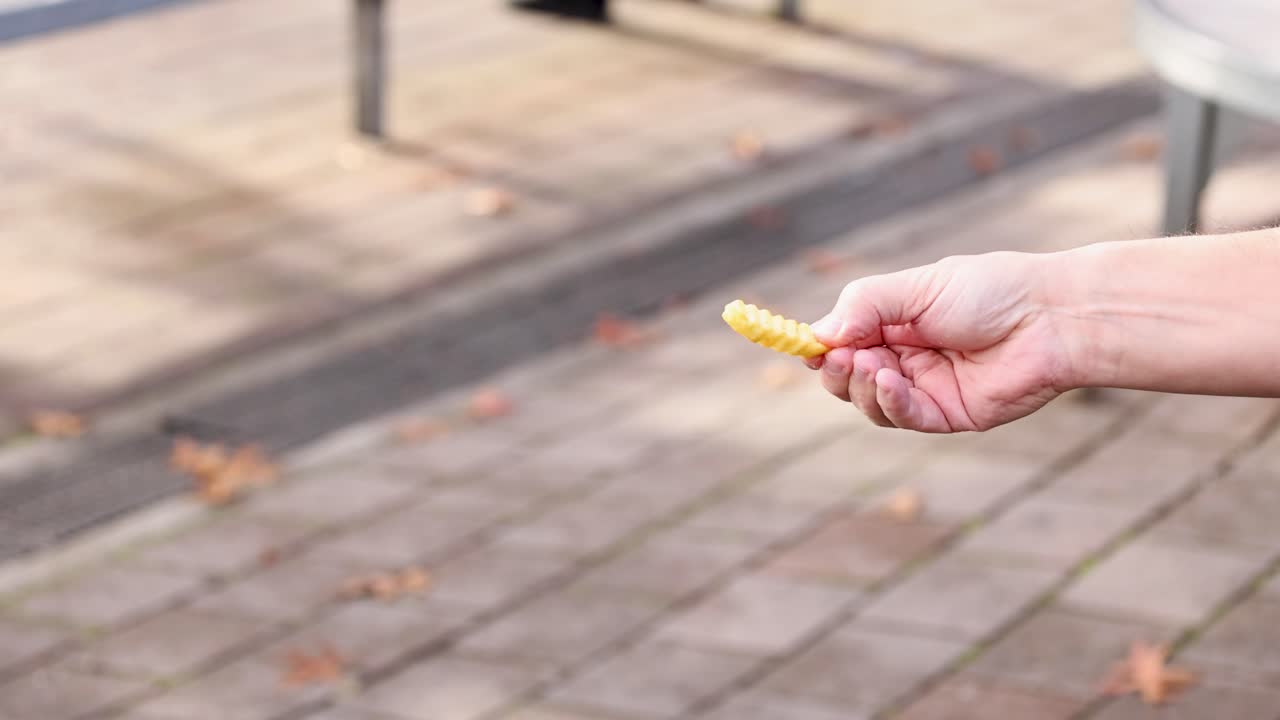 Sparrows interact with a human hand offering food in a sunlit urban setting, showcasing natural behavior and human-wildlife interaction