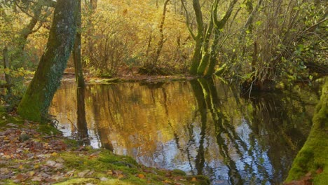 Schrägaufnahme-Eines-Teiches-Und-Herbstlicher-Bäume-Mit-Spiegelung