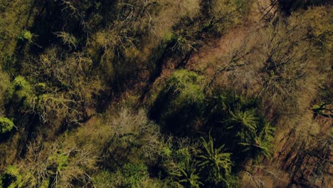 Top-view-of-the-Trees