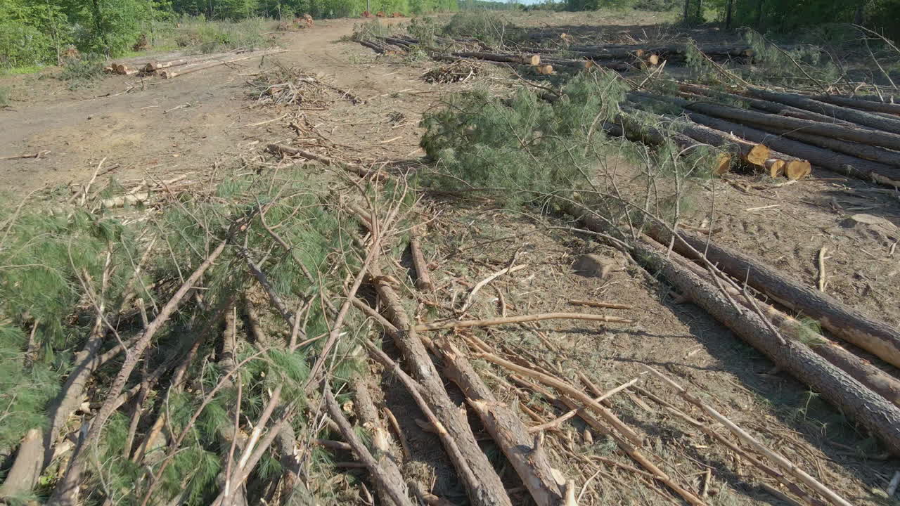 disparo de drones volando sobre árboles apilados por leñadores
