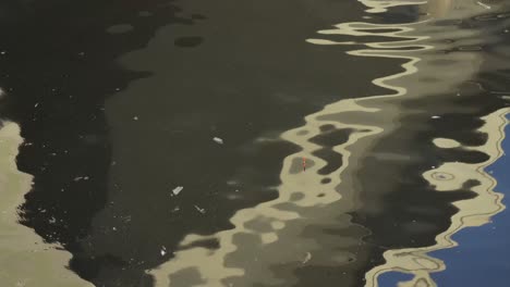 bait floating on the contaminated sea