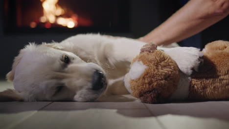 A-man's-hand-strokes-a-puppy-who-is-playing-with-a-plush-toy.-Against-the-backdrop-of-a-hot-fireplace.-Warm-and-cozy-home-concept