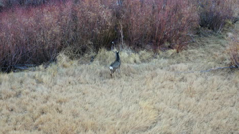 Aerial-Tracking-Shot-Of-Wild-Deer-Standing-Beside-Bush-Grass-At-Pleasant-Valley