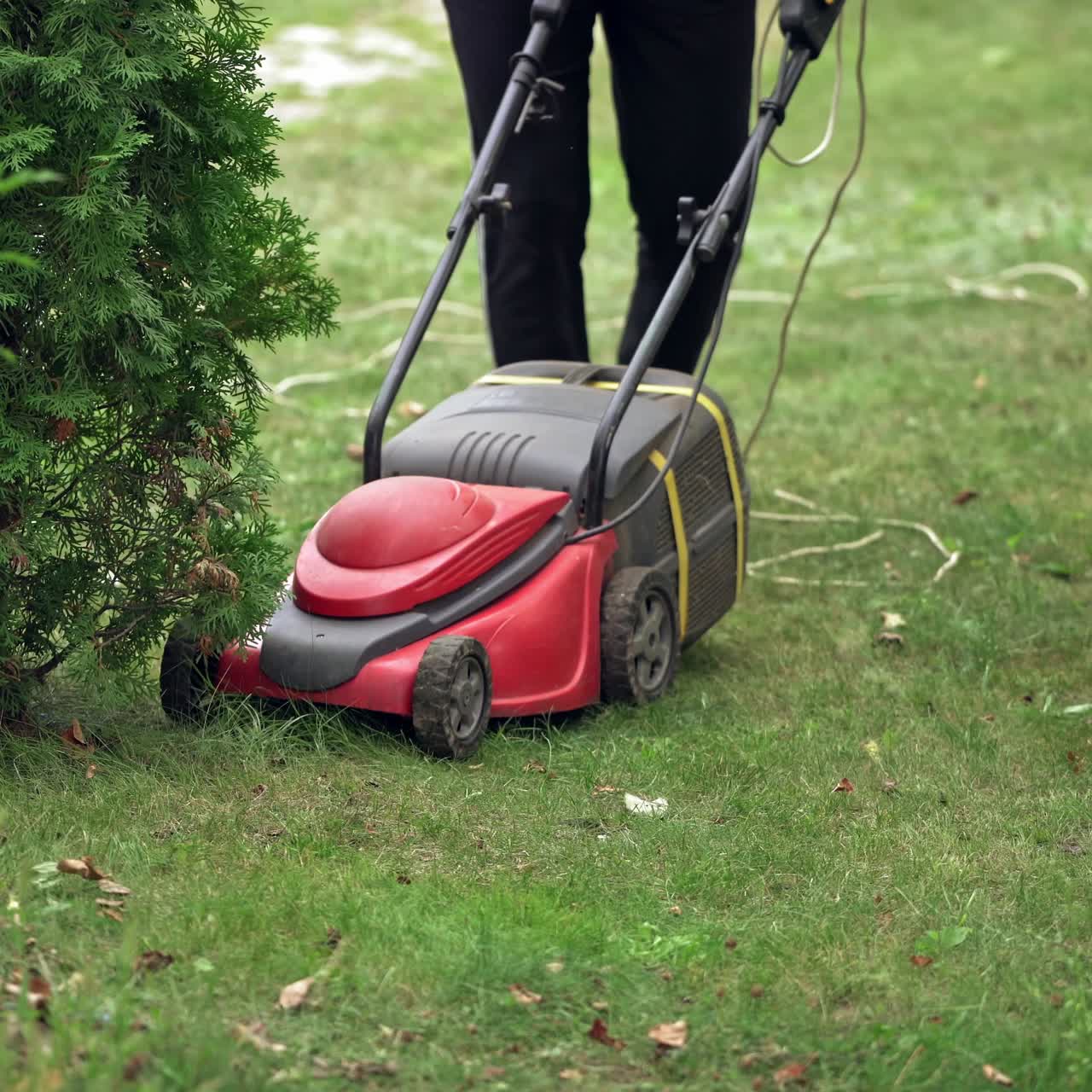 woman cutting grass in his yard with corded electric lawn mower.