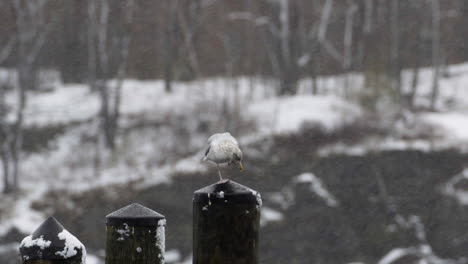 seagull resting on a wooden post while it is snowing at the mouth of the saco river in maine