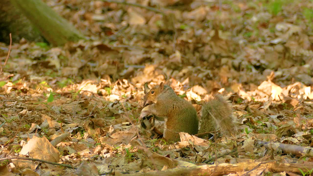 A squirrel rolls playfully with a piece of birch bark on the forest floor. Close up shot.