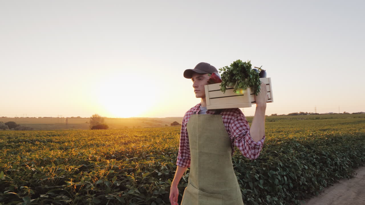 un joven agricultor camina por el campo con una caja de verduras frescas video 4k