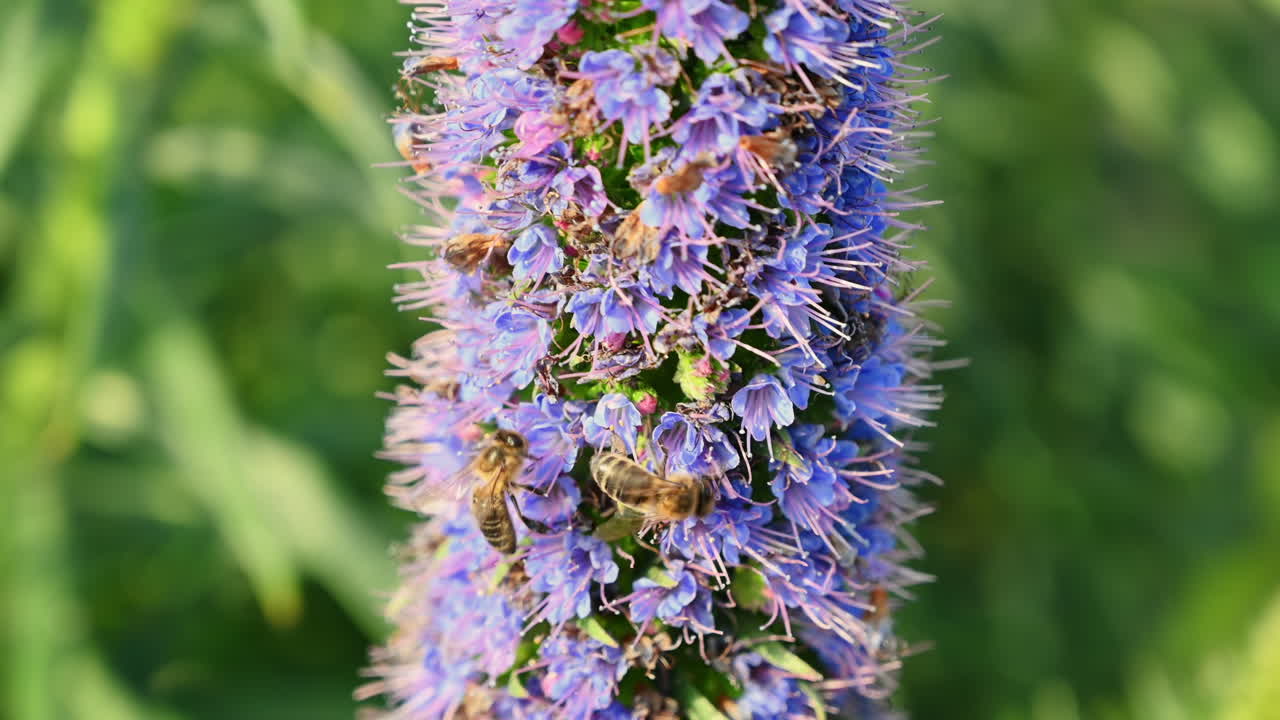 Close view of lavender with bees on it's flowers
