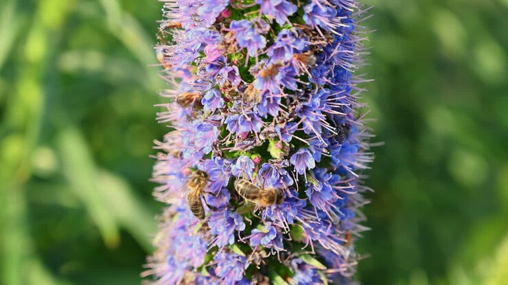Close view of lavender with bees on it's flowers