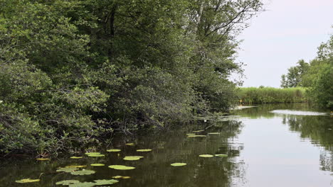 pov of a calm boatride through reeds and waterlillies, the netherlands