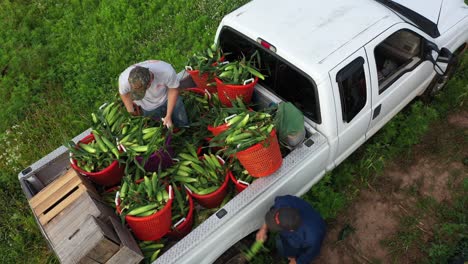 aerial perspective of men loading freshly picked corn into the back of a pickup truck in a corn field