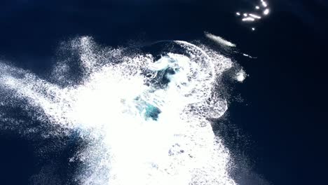 an amazing and rare view of a humpback whale accelerating to the surface to perform a perfect 360 breach in glass like ocean conditions near dana point, california in 4k