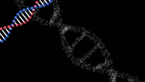 animación de dos hebras de adn de doble hélice 3d que giran en un bucle sin costura en negro