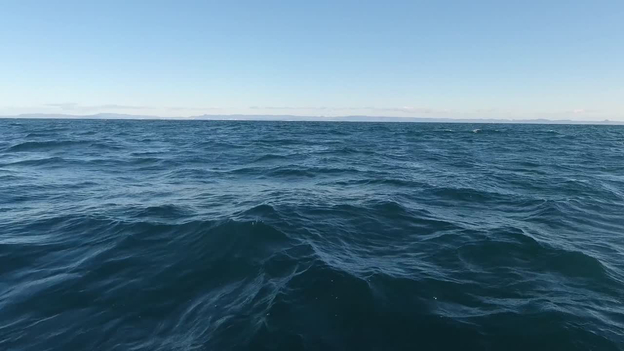 white beaked dolphin in iceland