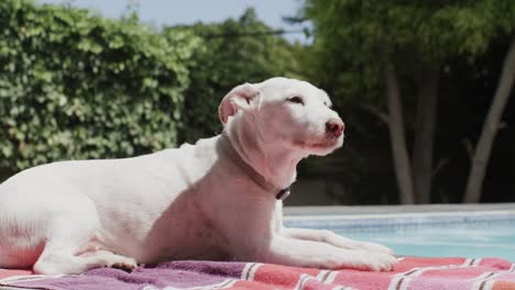 Ruhiger-Weißer-Hund,-Der-In-Zeitlupe-Im-Garten-Am-Pool-Liegt