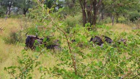 Water-Buffalo-sitting-in-grass-resting