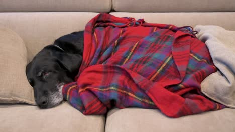 an old labrador dog is wrapped in a red blanket while resting on a couch