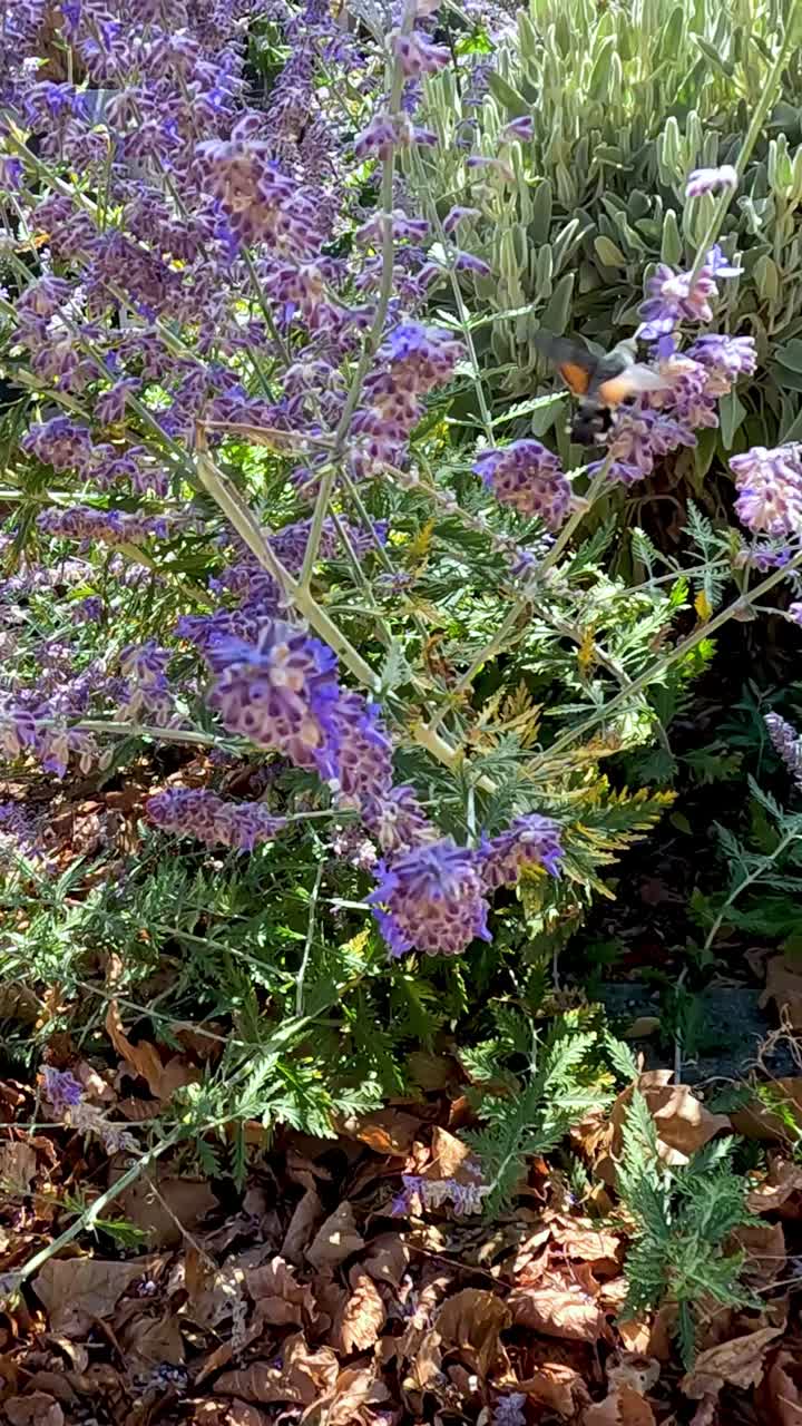 el colibri visita el arbusto de lavanda en bourg, francia