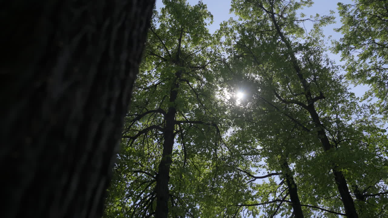 숲 의 개 를 통과 하는 빛