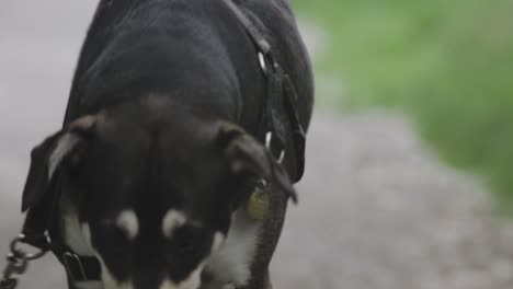 a large dog and it's owner walk towards the camera