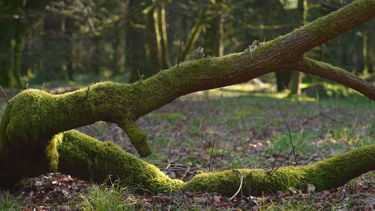 Un albero caduto coperto di muschio verde vibrante in una radura nel bosco. Ideale per documentari sulla natura e video di relax.