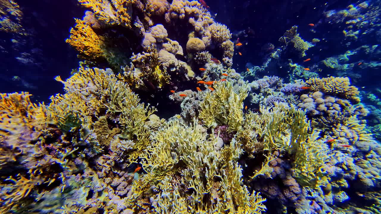 Colorful Reef Orange Fishes With Anthias Swimming Underwater