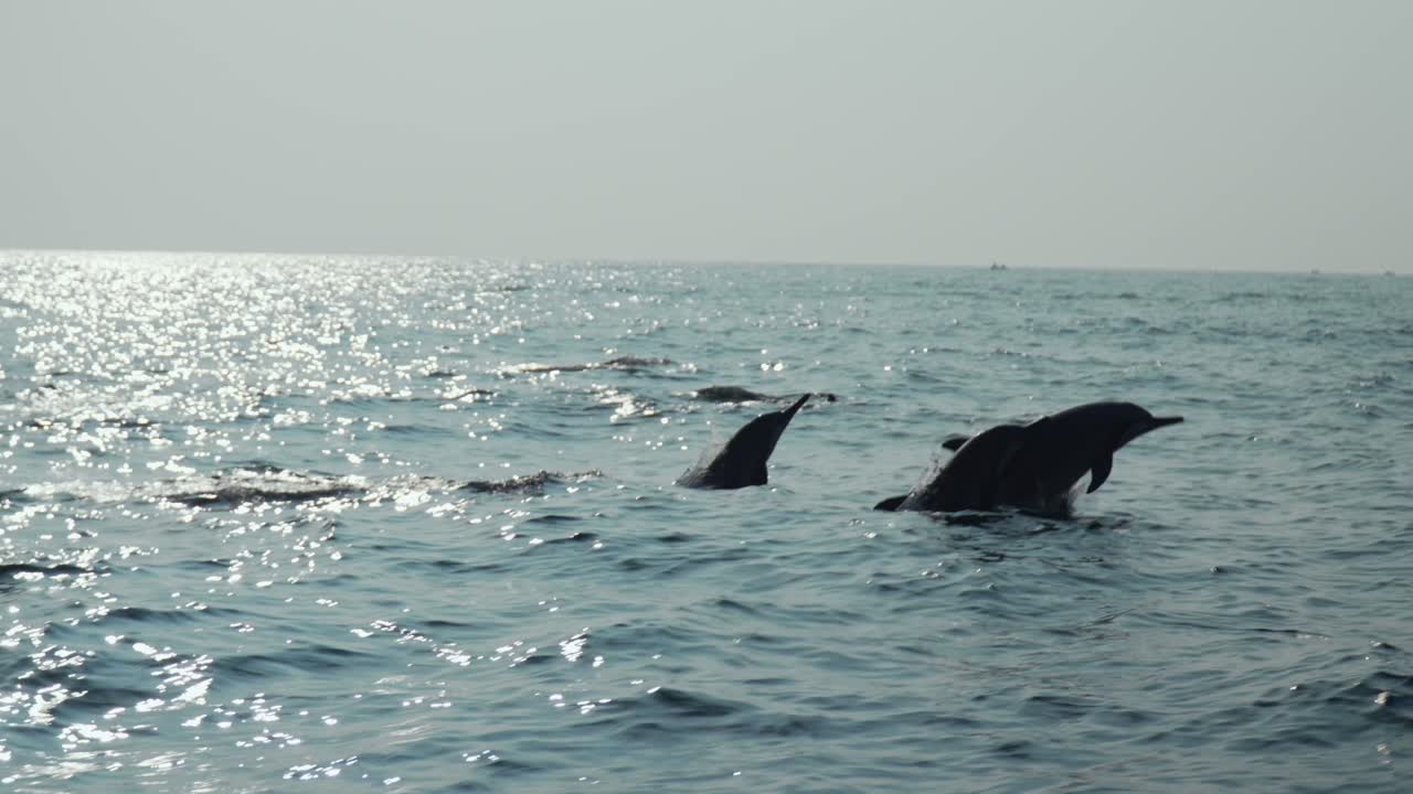 Dolphins swimming near Trincomalee coast in bright daylight ocean scene