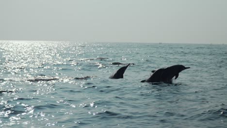 dolphins swimming near trincomalee coast in bright daylight ocean scene