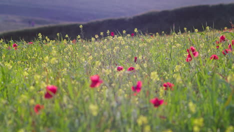 field of poppies and yellow rapeseed flowers sway in gentle breeze on a sunny day, west pentire, cornwall, england - rack focus shot