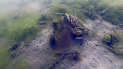 el cangrejo azul atlántico se arrastra bajo el agua en medio de peces pequeños.