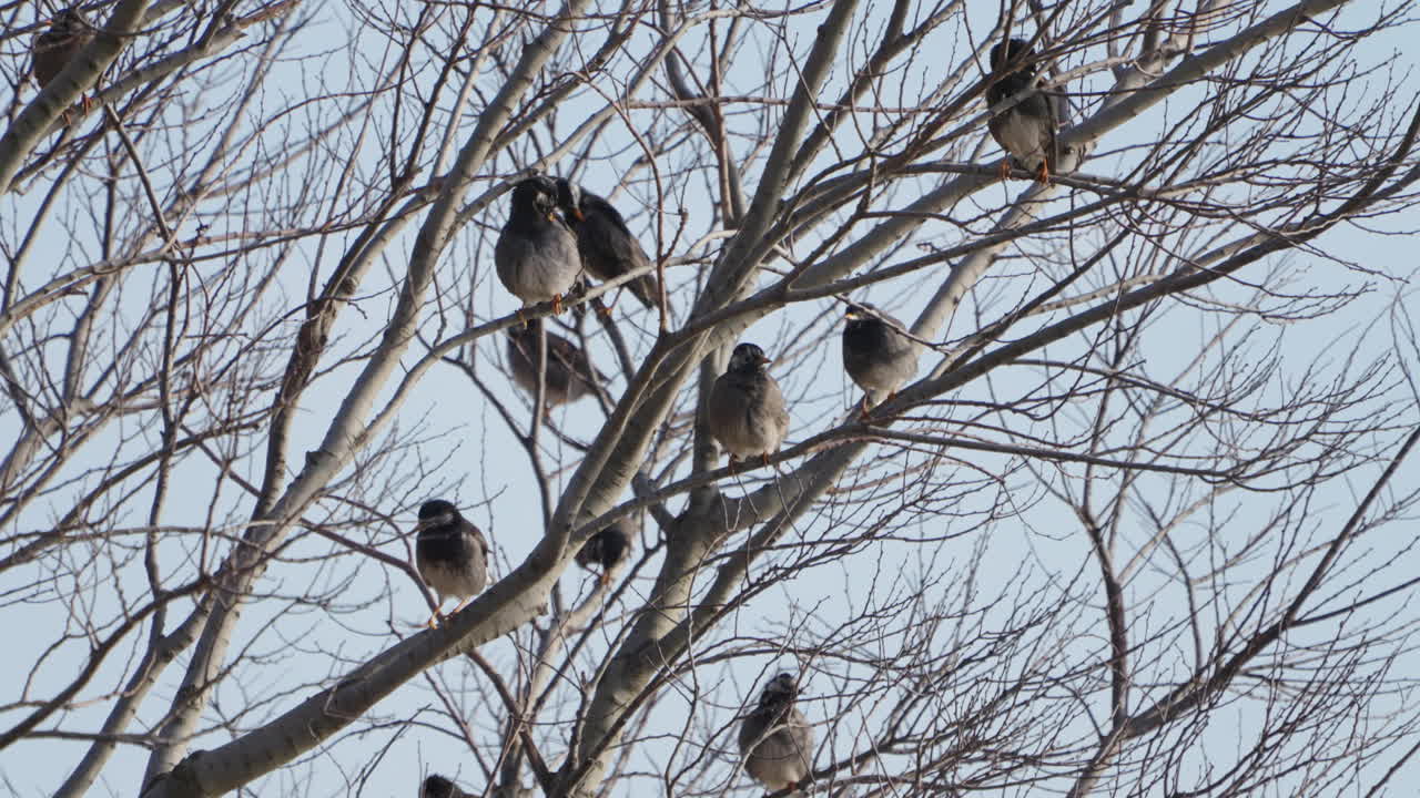 grupo de pájaros estorninos de mejillas blancas posados y arreglados en el árbol durante el invierno en tokio, japón - tiro de ángulo bajo
