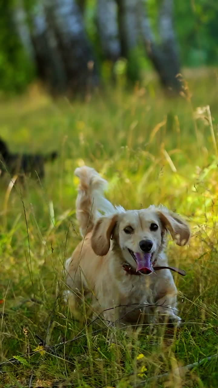 Well-groomed dogs in forest. Active pets playing in grass in beautiful nature in summer. Domestic animals walking outdoors. Vertical video
