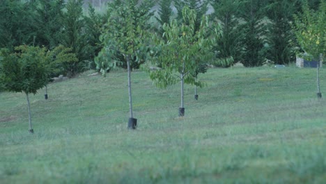 Eine-Schafherde,-Die-Hinter-Einem-Garten-Läuft