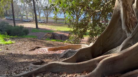 Blick-über-Die-Wurzeln-Des-Moreton-Lorbeerbaums-Im-Sonnenlicht-Im-Herbst,-Perth,-Westaustralien