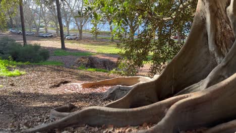 mirando a través de las raíces de los árboles de la bahía de moreton a la luz del sol otoño, perth australia occidental