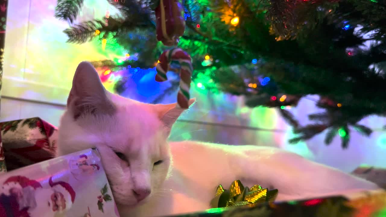 el gato duerme plácidamente debajo de un árbol de navidad