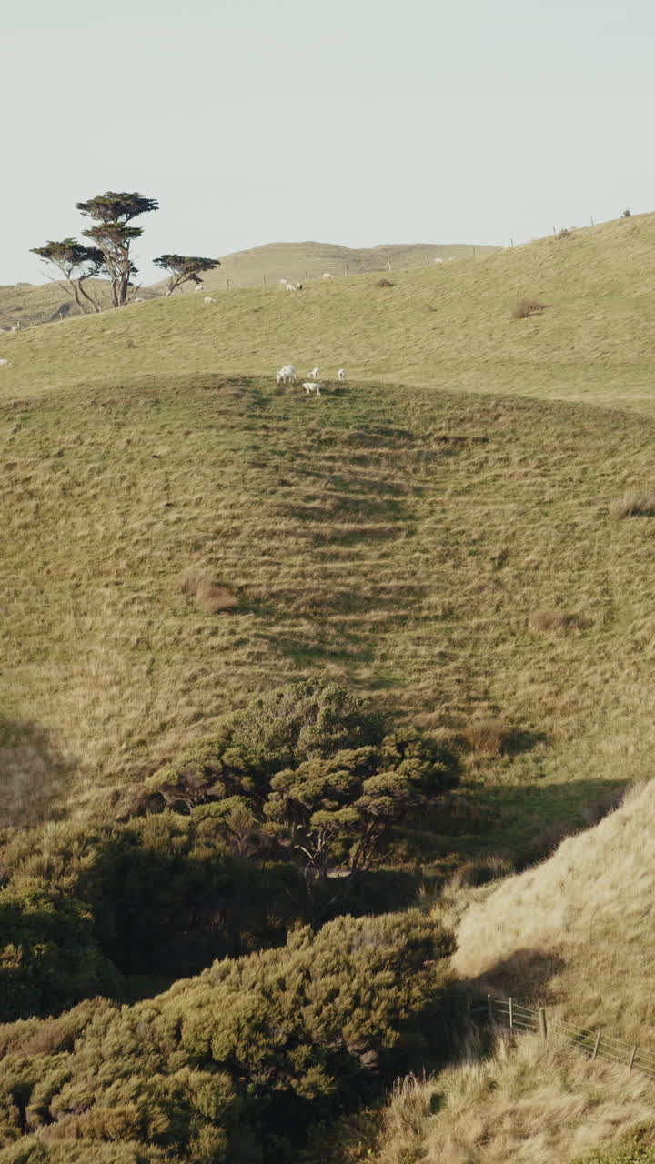 Sheep Grazing on Hills