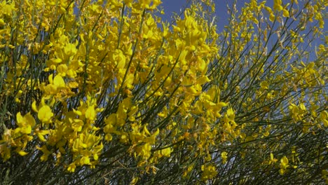 yellow flowers with blue skies