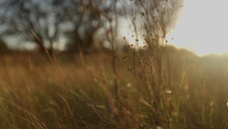 golden sunset over a field of grass