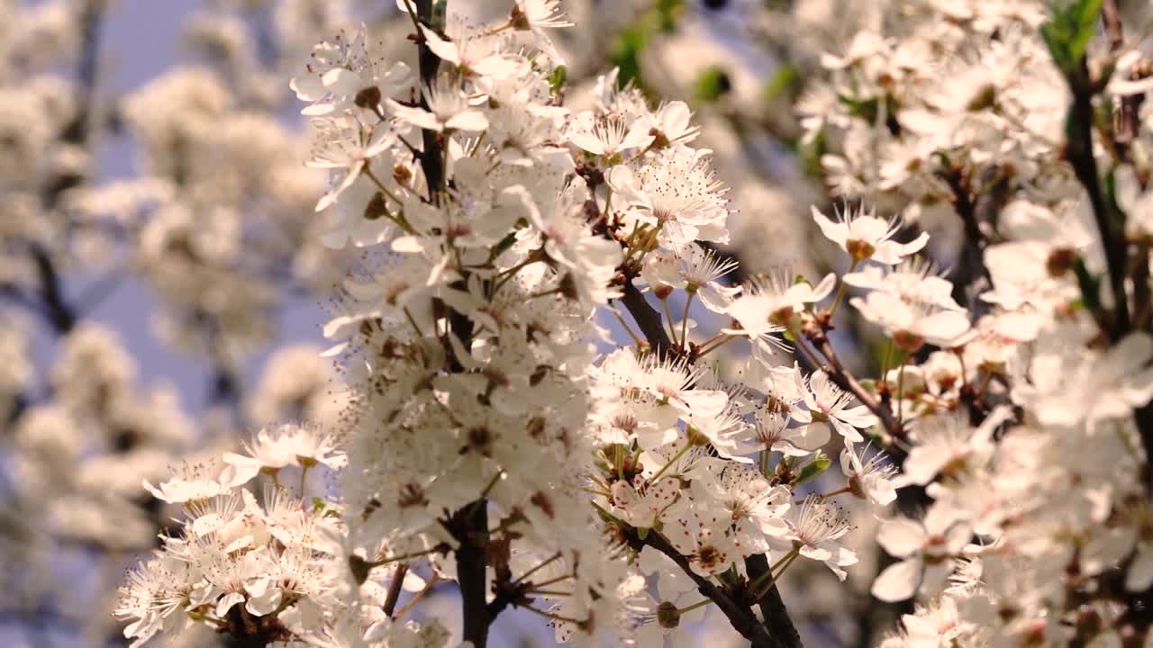 봄철에 꽃이 만발한 하얀 나무를 보여주는 카메라 움직임