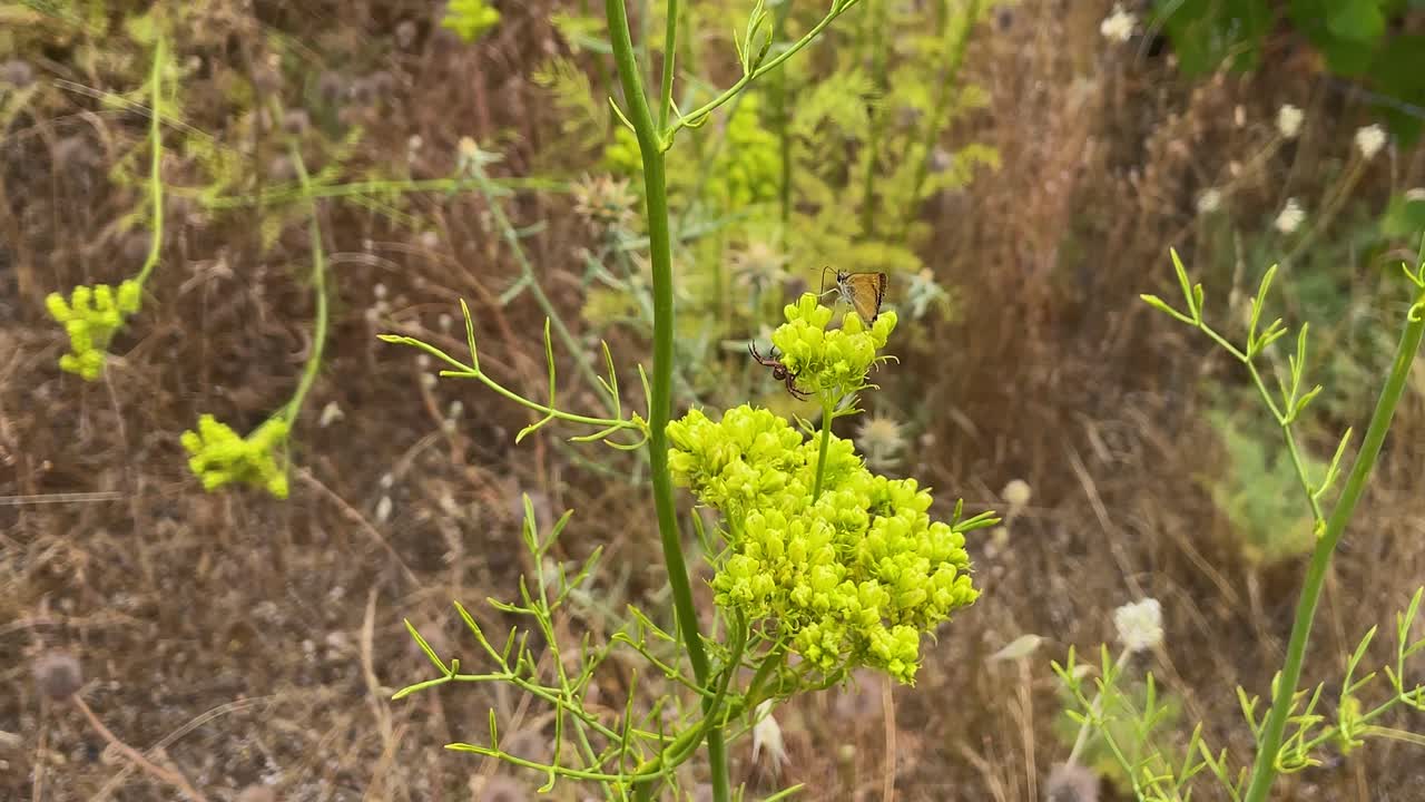 Slow motion close-up of a rue plant flower with a spider hidden beside a butterfly. As the butterfly moves, the spider suddenly attacks, but the butterfly escapes quickly in a dramatic scene