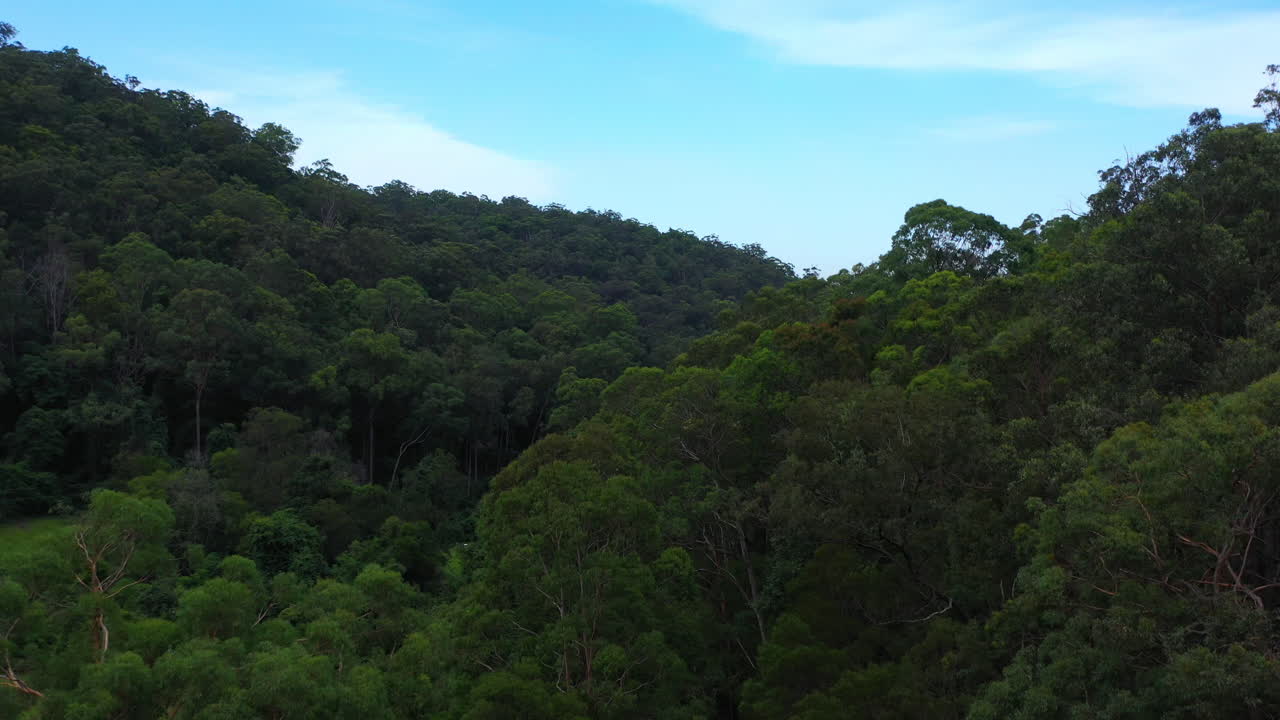 volando sobre una ladera densa de árboles para revelar una enorme cordillera cubierta de árboles en sydney, nueva gales del sur, australia