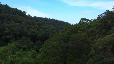 Flying-up-over-a-tree-dense-hillside-to-reveal-a-huge-tree-covered-mountin-range-in-Sydney-NSW-Australia