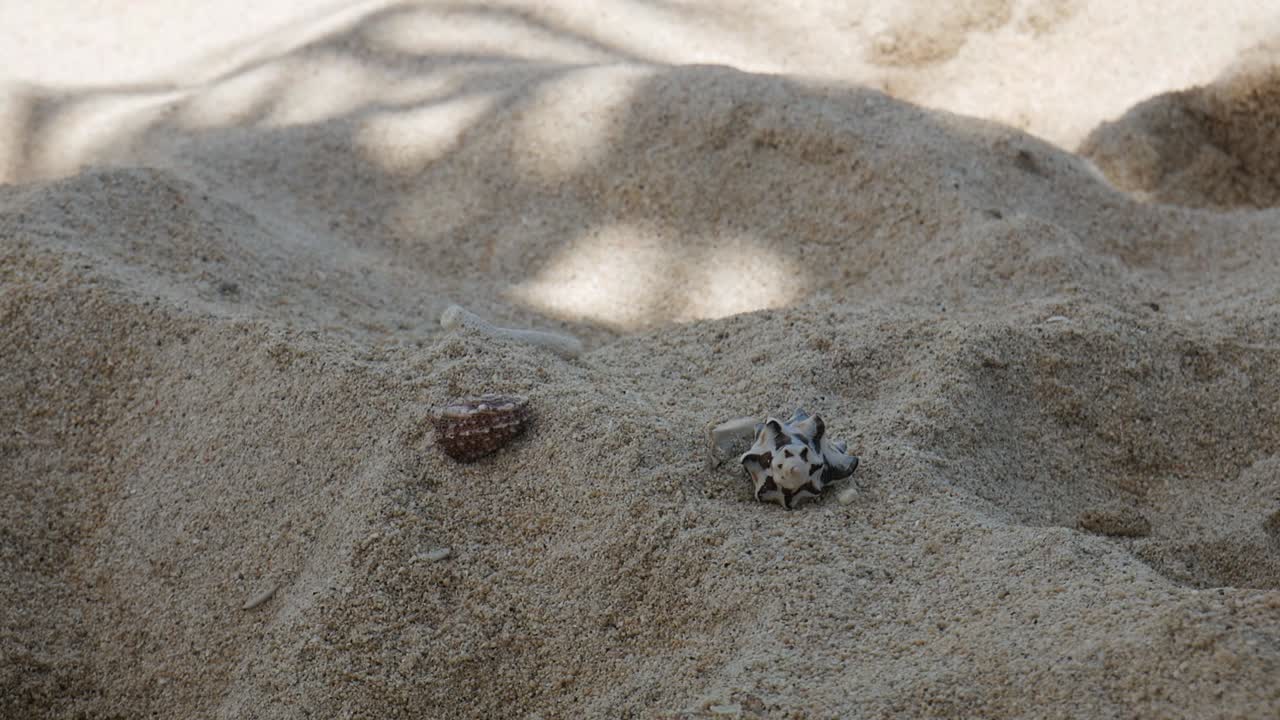 Two walking shells with crabs on a white sand beach the tropical Island Lombok near Bali, Indonesia. Steady shot for wildlife documentary, travel and tourism videos. Funny crab race.