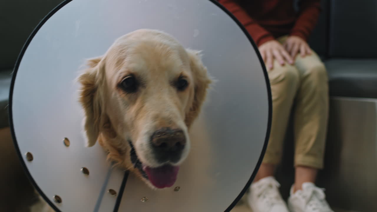 Close Up Of Golden Retriever With E-Collar