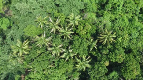 Aerial-view-shot-of-deep-green-forest