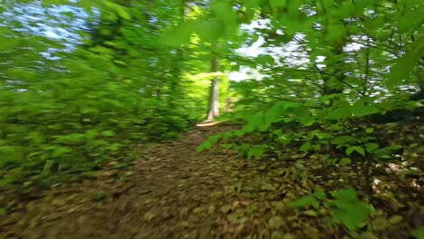 Vuelo-Fpv-Dinámico-En-Un-Camino-Estrecho-En-El-Bosque-Con-Hojas-Verdes