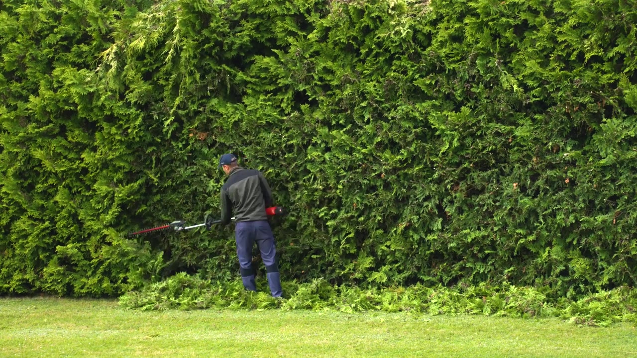 Landscaper using an electric long reach hedge trimmer to cut and shape a tall thuja hedge. Green maintenance work in a private garden during a sunny day, with trimmed leaves falling on the lawn