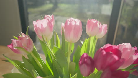 close-up dolly out of pink tulips in vase on wooden table, bathed in sunlight